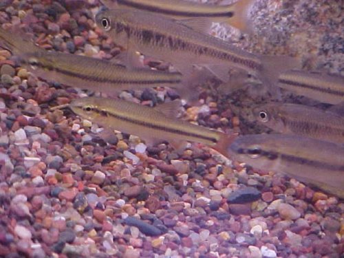 Hornyhead Chub