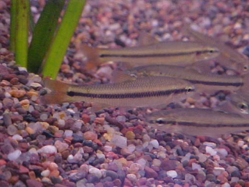 Red fins