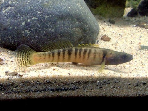 Fantail Darter