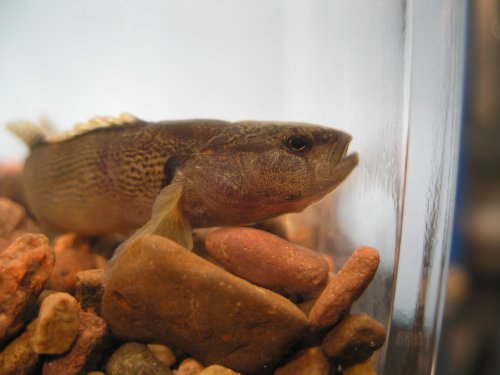 Male Fantail Darter