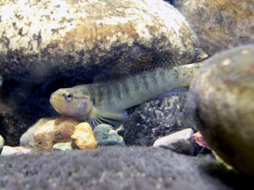 Fantail Darter among rocks.