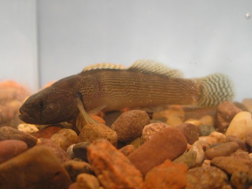 Male Fantail Darter