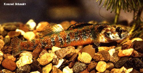 Iowa Darter
