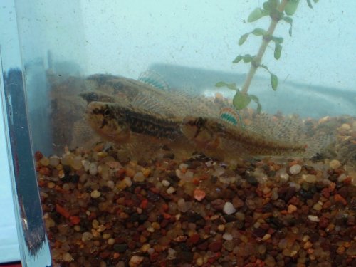 Iowa Darter
