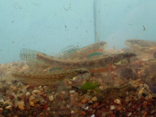 Iowa Darter
