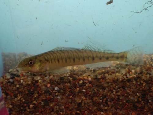 Logperch