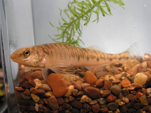 Logperch