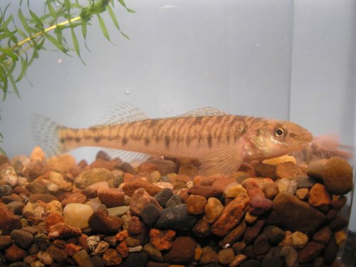Logperch