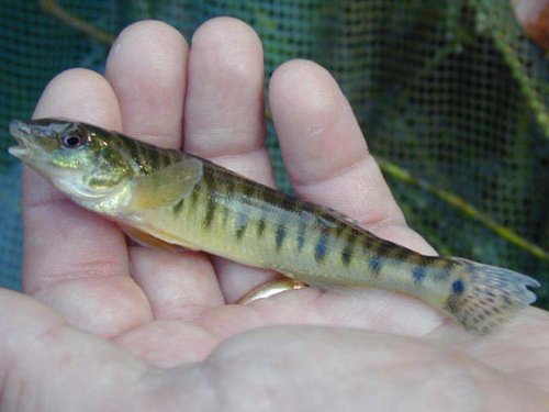 Logperch