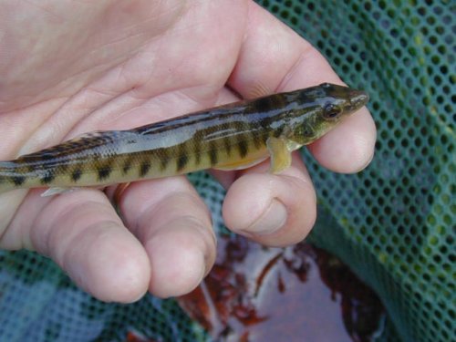 Logperch in hand.