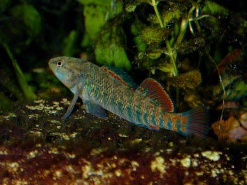 Rainbow Darter