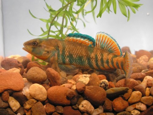 High-Color Rainbow Darter