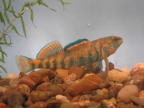 High-Color Rainbow Darter