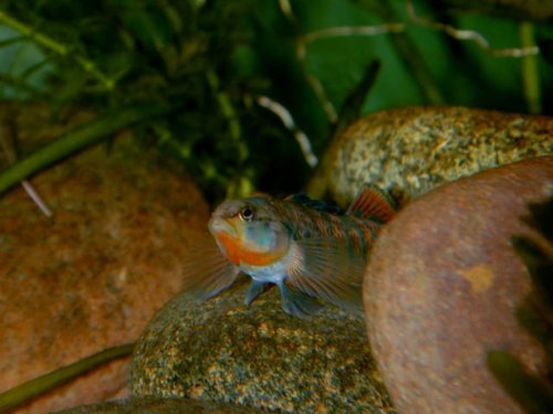 High-Color Rainbow Darter