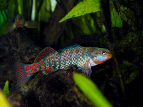 High-Color Rainbow Darter