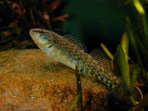 High-Color Rainbow Darter