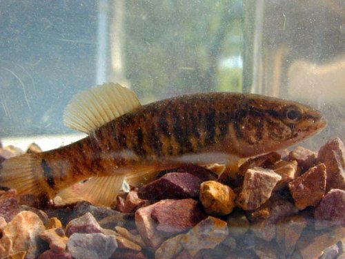 Central Mudminnow