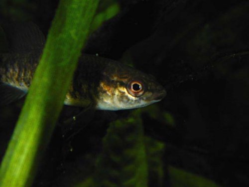Central Mudminnow
