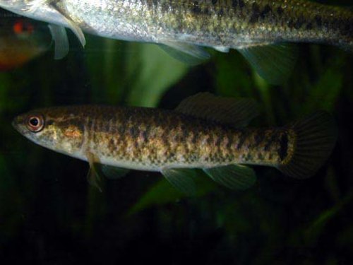 Central Mudminnow