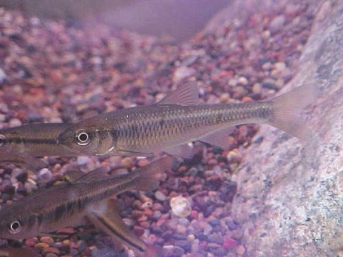 Common Shiner