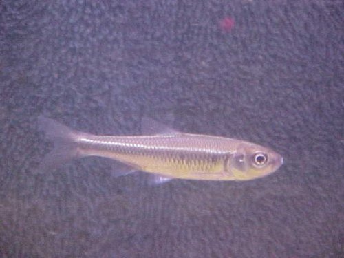 Common Shiner