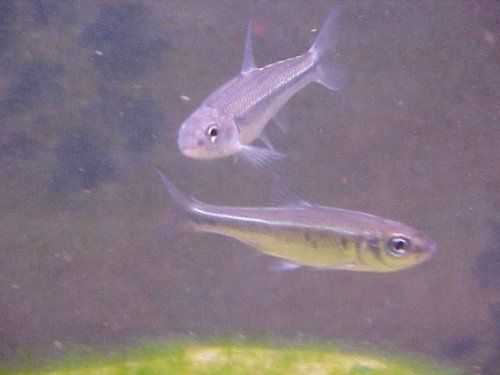 Common Shiner