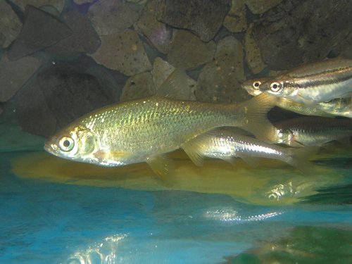 Golden Shiner