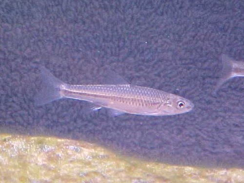 Sand Shiner