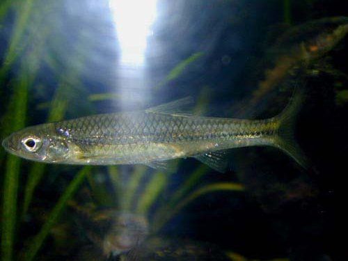 Sand Shiner