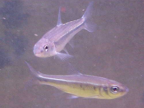 Sand Shiner