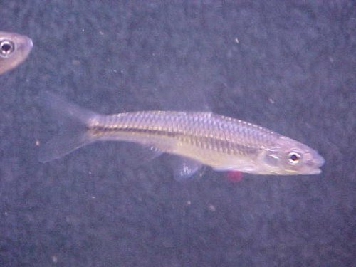 Sand Shiner