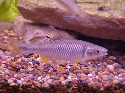 Spotfin Shiner