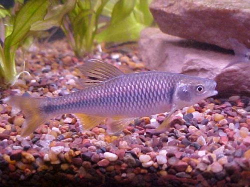 Spotfin Shiner