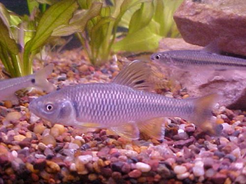 Spotfin Shiner