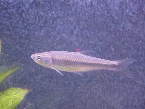 Spotfin Shiner