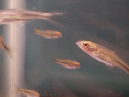 Spotfin Shiner