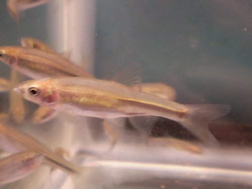 Spotfin Shiner