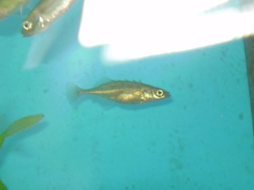 Brook Stickleback
