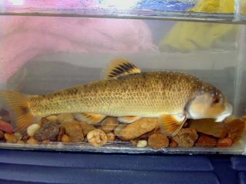 Largescale Stoneroller
