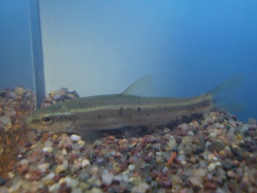 Largescale Stoneroller