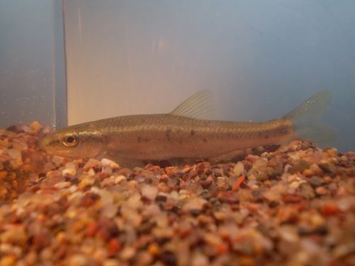 Largescale Stoneroller