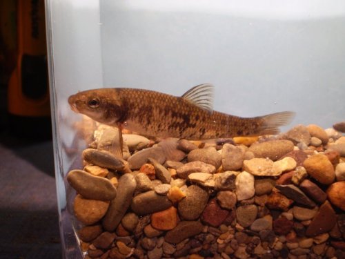 Largescale Stoneroller