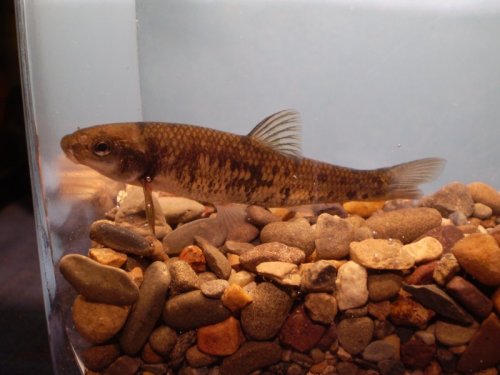 Largescale Stoneroller