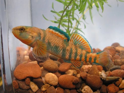 High-Color Rainbow Darter