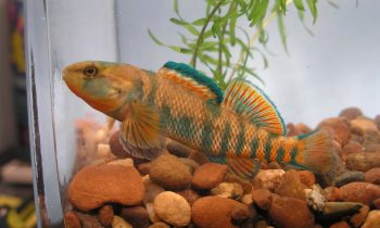 High-Color Rainbow Darter™