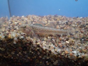 Iowa Darter (Etheostoma exile)