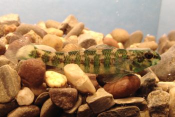 Banded Darter (Etheostoma zonale)