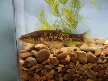 Blacknose Dace Image