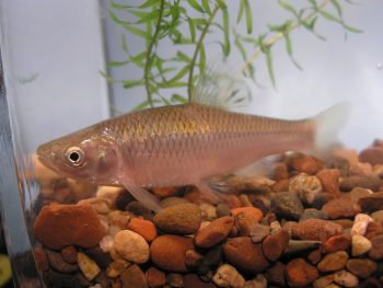 Captive Bred Spotfin Shiner