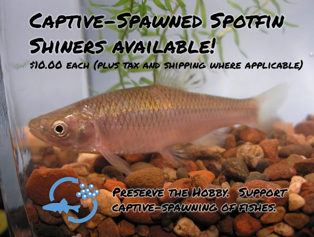 Captive Bred Spotfin Shiner image